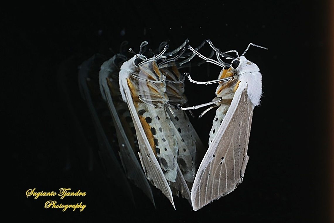 Moth (unknown species) "Reflections"  Geotagged,Indonesia,Spring
