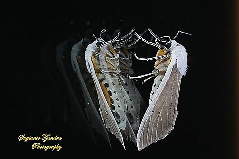 Moth (unknown species) "Reflections"  Geotagged,Indonesia,Spring