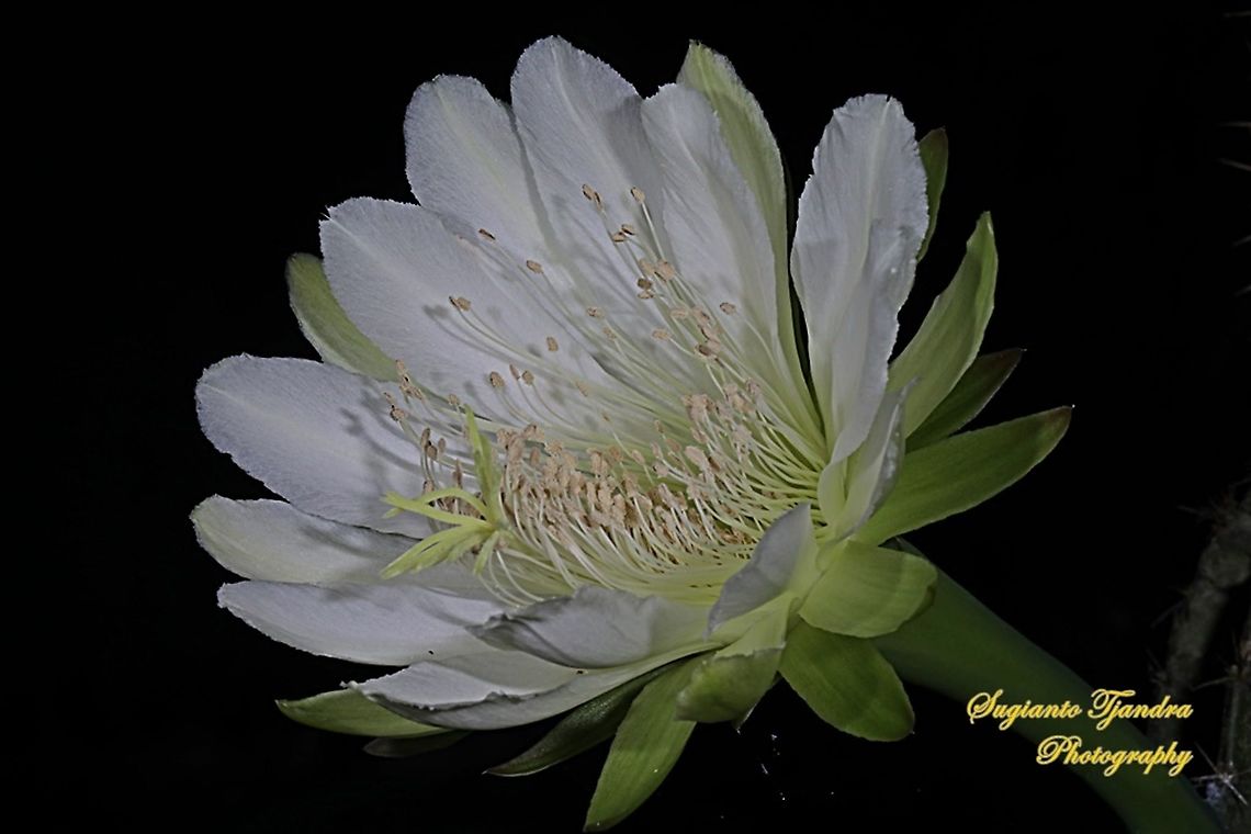 Night Blooming Cereus cactus flower  Geotagged,Indonesia,Spring