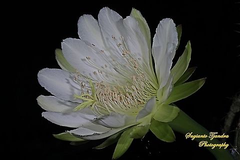 Night Blooming Cereus cactus flower  Geotagged,Indonesia,Spring