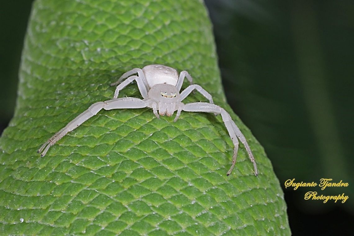 White Crab Spider, Thomisidae sp  Geotagged,Indonesia,Spring