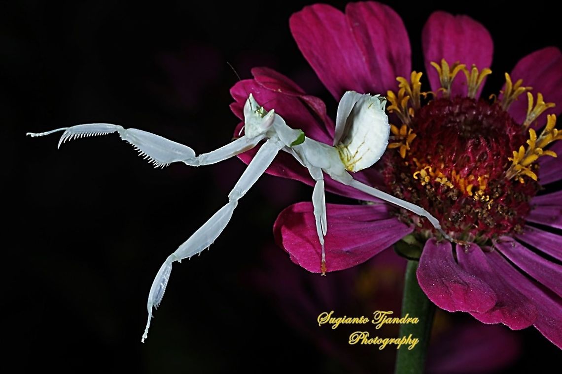 White flower mantis, Hymenopus (Hymenopodidae) "Dancing on the Pink Zinnia flower"  Geotagged,Indonesia,Spring