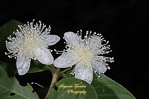 The flowers of apple guava (Psidium guajava)  Common guava,Geotagged,Indonesia,Psidium guajava,Spring