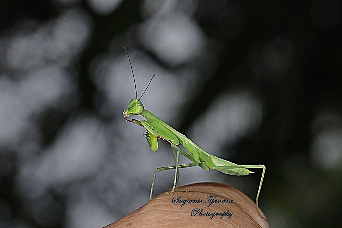Praying Mantis/Giant Asian Mantis Nymph (Hierodula sp)  Geotagged,Indonesia,Spring