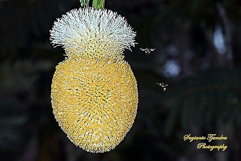 Stingless honey bee (Meliponini) "Looking for nectar on the Petai flower"  Geotagged,Indonesia,Spring