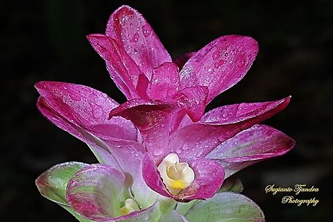 Pink Wild Turmeric Flower, Curcuma aromatica  Curcuma aromatica,Geotagged,Indonesia,Spring