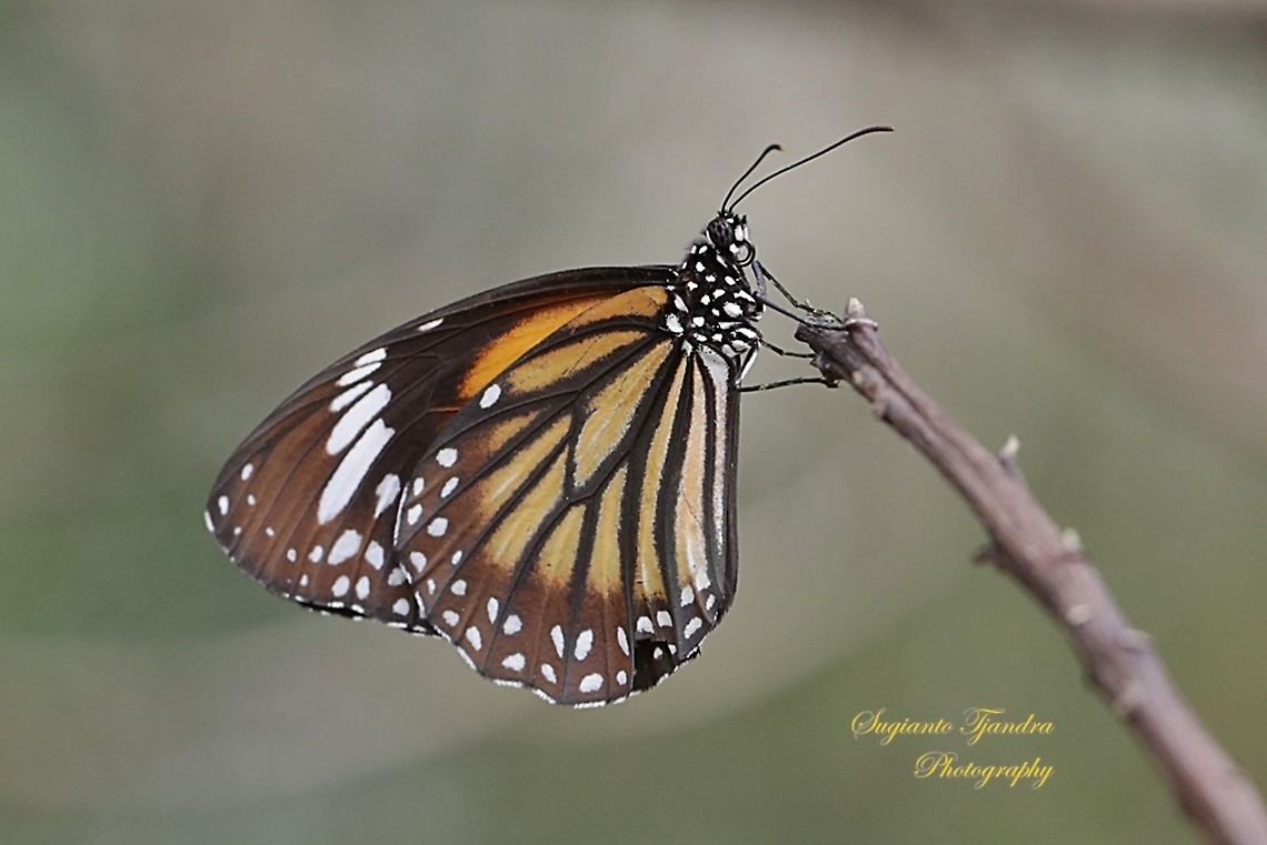 Common Tiger butterfly, Danaus genutia genutia  Common tiger,Danaus genutia,Geotagged,Indonesia,Spring