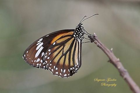 Common Tiger butterfly, Danaus genutia genutia  Common tiger,Danaus genutia,Geotagged,Indonesia,Spring