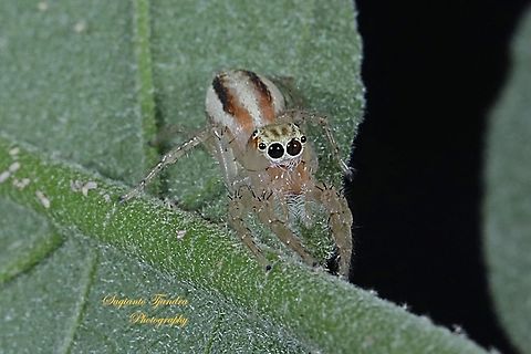 Jumping Spider, Salticidae  Geotagged,Indonesia,Spring,Telamonia festiva