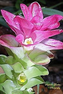 Pink Wild Turmeric Flower, Curcuma aromatica  Curcuma aromatica,Geotagged,Indonesia,Spring