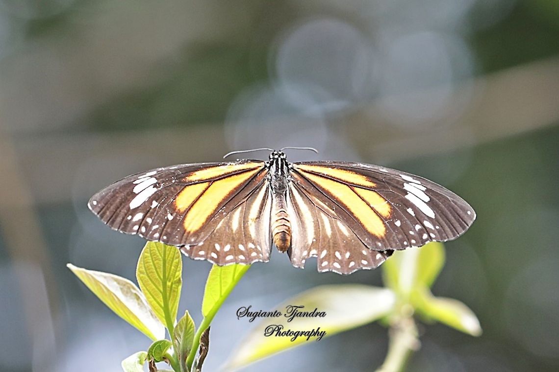 Common Tiger butterfly, Danaus genutia genutia - Upperside  Common tiger,Danaus genutia,Geotagged,Indonesia,Spring