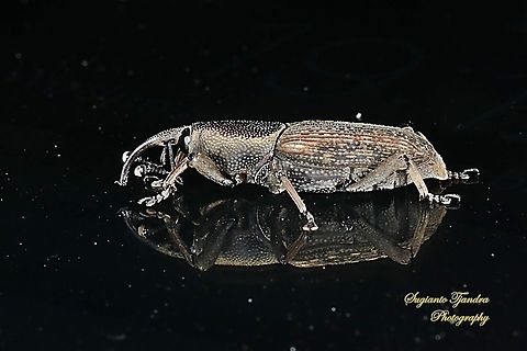 Grain Weevil, (Sitophilus granarius) - Reflection  Geotagged,Indonesia,Sitophilus granarius,Spring,Wheat weevil