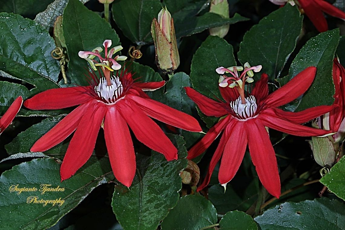 The Crimson Passion Flower, PassifloraVitifolia (Passifloraceae)  Crimson passion flower,Geotagged,Indonesia,Passiflora vitifolia,Spring
