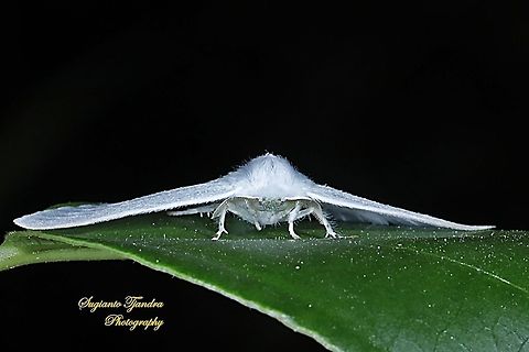 White Satin Moth  Geotagged,Indonesia,Spring