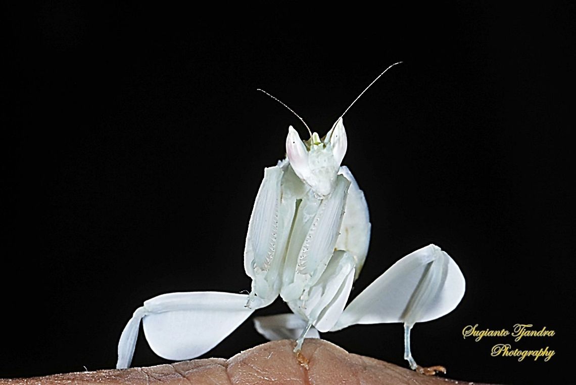 White flower mantis, Hymenopus (Hymenopodidae)  Geotagged,Indonesia,Spring