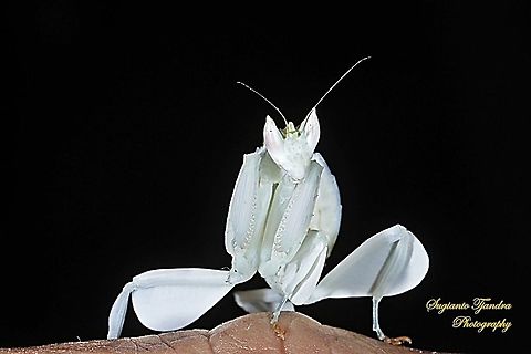 White flower mantis, Hymenopus (Hymenopodidae)  Geotagged,Indonesia,Spring