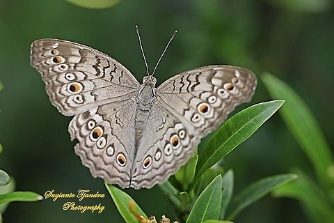 Grey Pansy, Junonia atlites - upper side  Geotagged,Gray pansy,Indonesia,Junonia atlites,Spring