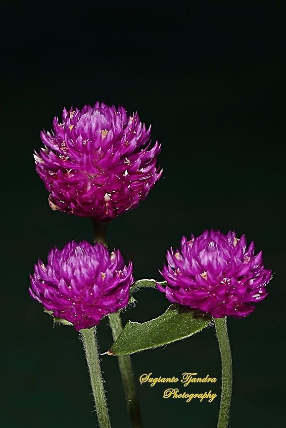 BACHELOR'S BUTTON FLOWER (GOMPHRENA GLOBOSA)  Geotagged,Globe amaranth,Gomphrena globosa,Indonesia,Spring