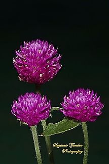 BACHELOR'S BUTTON FLOWER (GOMPHRENA GLOBOSA)  Geotagged,Globe amaranth,Gomphrena globosa,Indonesia,Spring