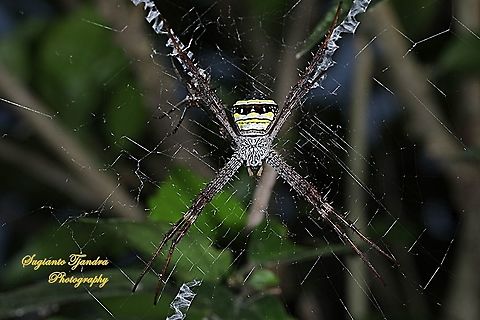 Orb weaver spider, Argiope Sp  Argiope versicolor,Geotagged,Indonesia,Multi-coloured Saint Andrew's Cross Spider,Spring