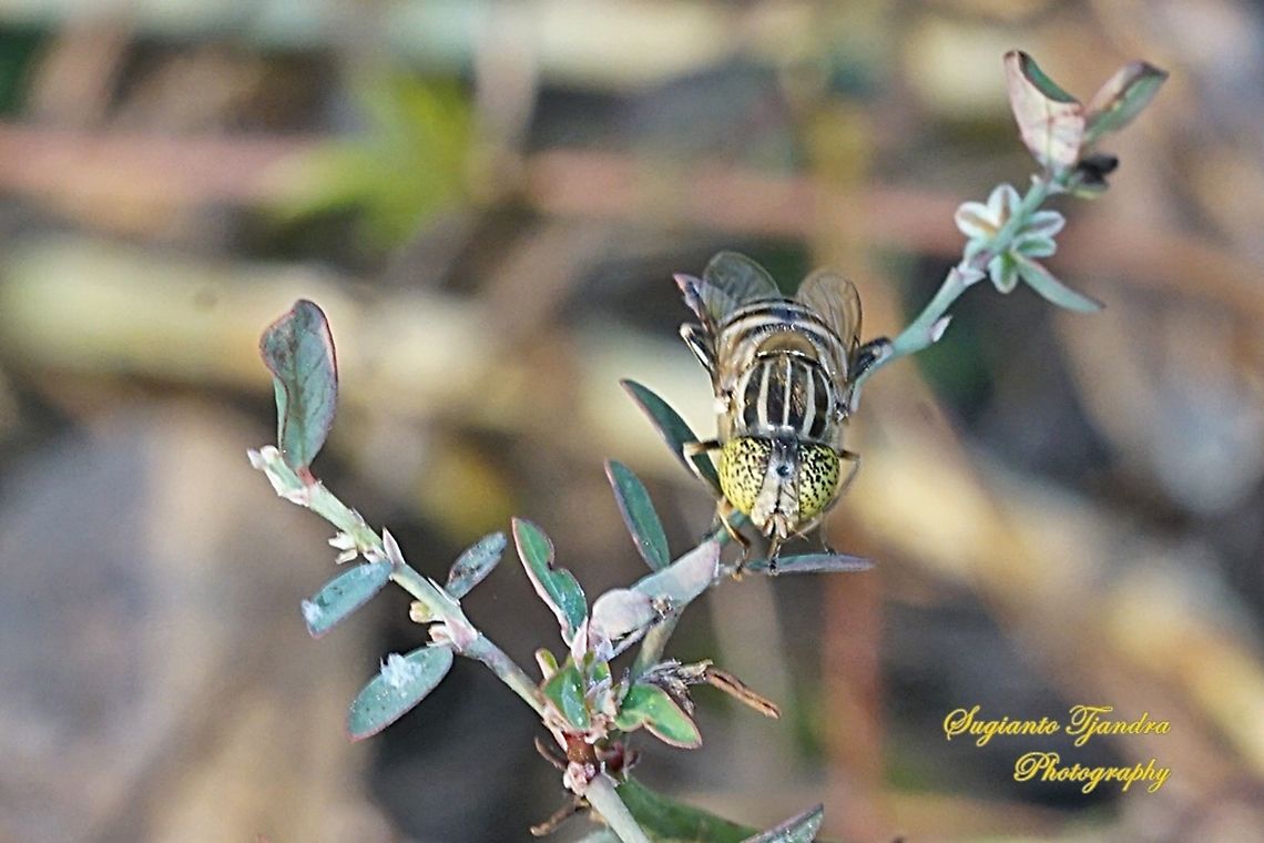 Big headed hoverfly, Eristalinus megacephalus  Eristalinus megacephalus,Geotagged,Indonesia,Winter