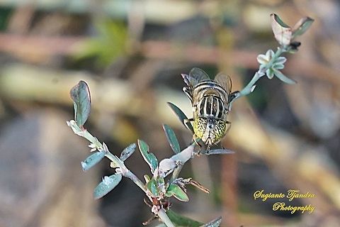 Big headed hoverfly, Eristalinus megacephalus  Eristalinus megacephalus,Geotagged,Indonesia,Winter