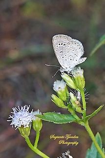Pale Grass Blue Butterfly, Zizeeria maha serica on the Billy Goat weed or Chickweed flower ( Ageratum conyzoides )  Geotagged,Indonesia,Pale grass blue,Pseudozizeeria maha,Winter