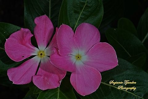 Vinca Periwinkle, Apocynaceae  Geotagged,Indonesia,Winter
