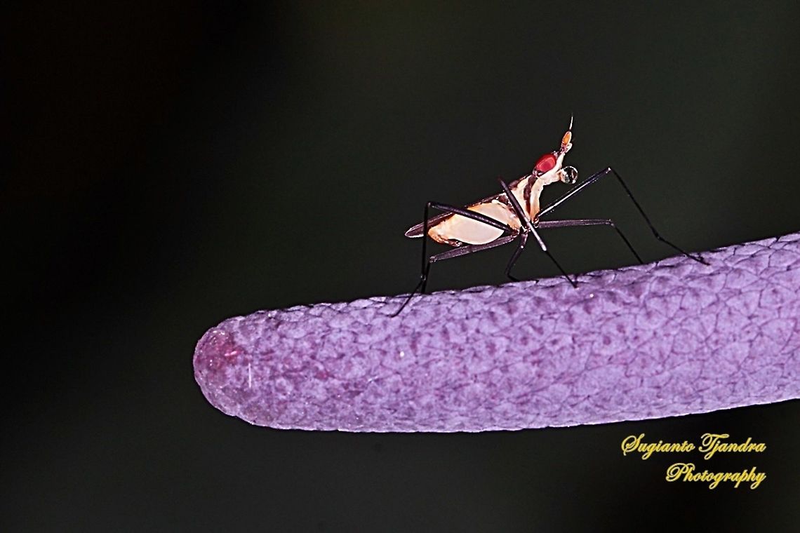 Banana Stalk fly, Neriidae  Geotagged,Indonesia,Spring