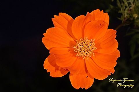 Orange Cosmos flower (Cosmos sulphureus)  Cosmos sulphureus,Geotagged,Indonesia,Spring,Yellow Cosmos