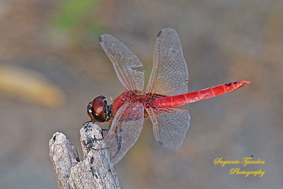 Red Dragonfly, the Greater Crimson Glider (Urothemis signata)  male  Geotagged,Indonesia,Scarlet Basker,Urothemis signata,Winter