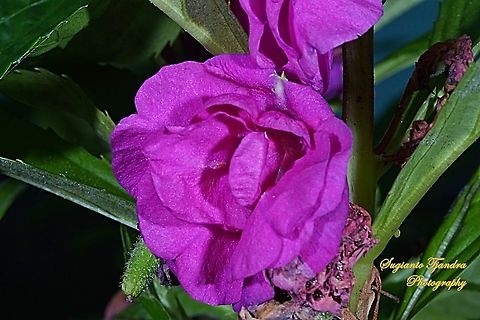 Purple Kim Hong flower (Impatienngus balsamina Linn)  Geotagged,Impatiens balsamina,Indonesia,Spring