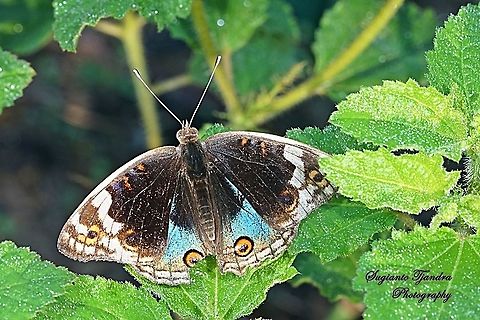 Blue Pansy Butterfly (Junonia orithya) - male upperside  Geotagged,Indonesia,Junonia orithya,Spring