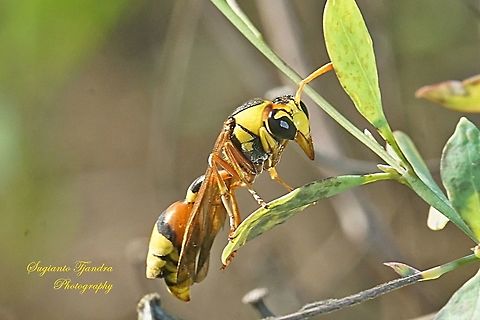 Yellow Potter Wasp (Delta Sp)  Geotagged,Indonesia,Spring