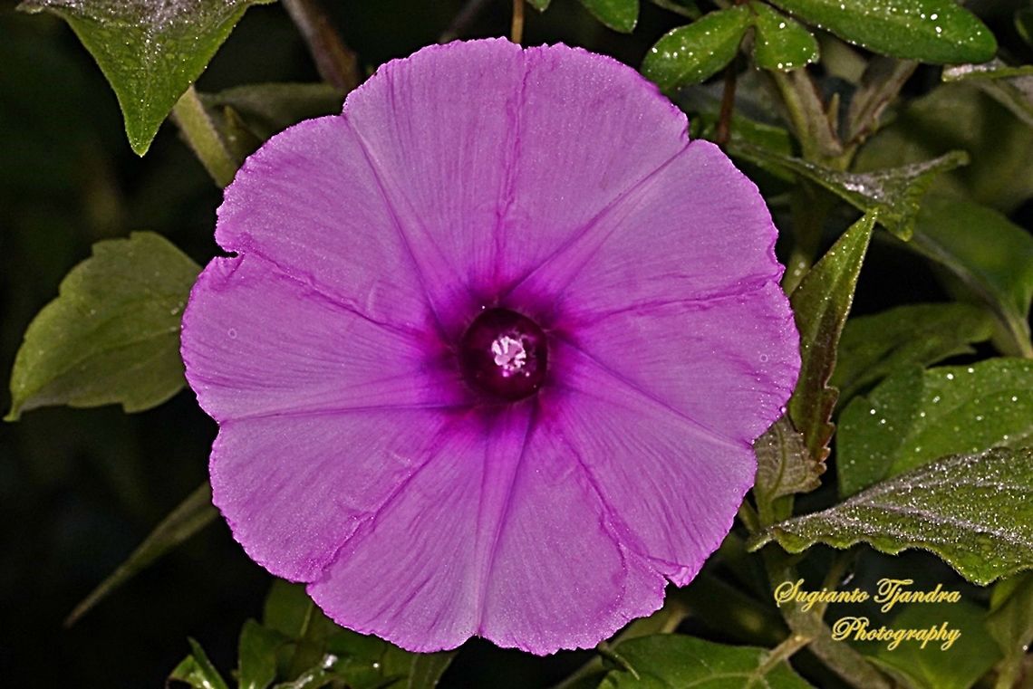Morning Glory Creeper, Ipomoea cairica  Geotagged,Indonesia,Ipomoea cairica,Spring
