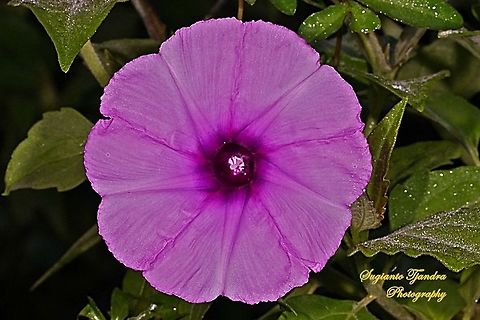 Morning Glory Creeper, Ipomoea cairica  Geotagged,Indonesia,Ipomoea cairica,Spring