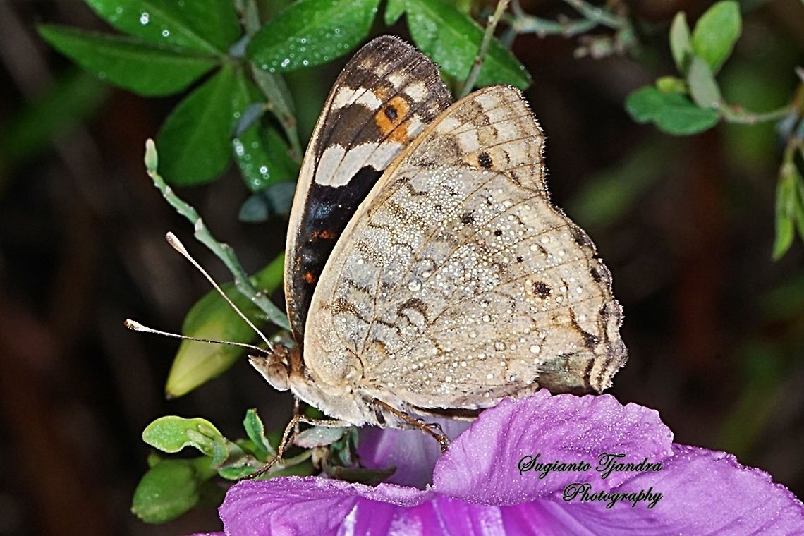 Blue Pansy Butterfly (Junonia orithya) - male lowerside  Geotagged,Indonesia,Junonia orithya,Spring