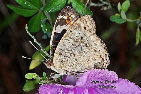 Blue Pansy Butterfly (Junonia orithya) - male lowerside  Geotagged,Indonesia,Junonia orithya,Spring