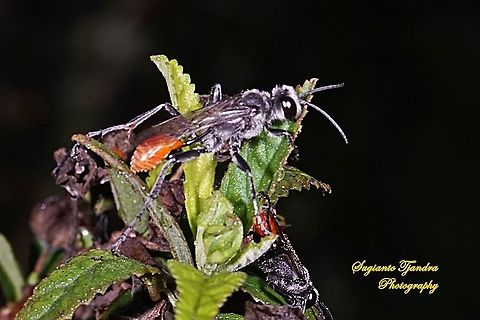 Thread-waisted wasp, Prionyx parkeri (Sphecidae family)  Geotagged,Indonesia,Spring
