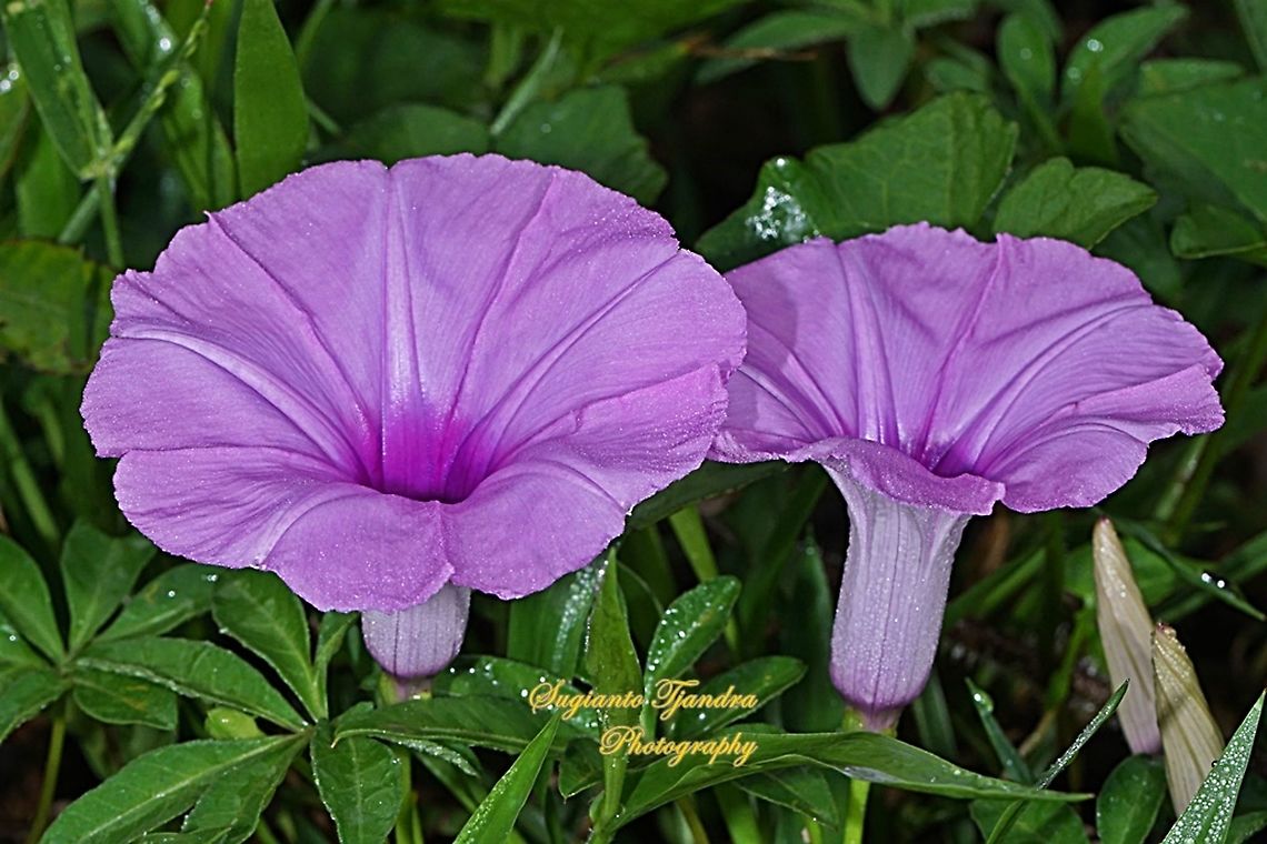 Morning Glory Creeper, Ipomoea cairica  Geotagged,Indonesia,Ipomoea cairica,Spring