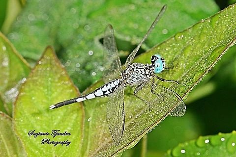 Trumpet Tail Dragonfly (Acisoma panorpoides) - Male  Acisoma panorpoides,Geotagged,Grizzled pintail,Indonesia,Spring