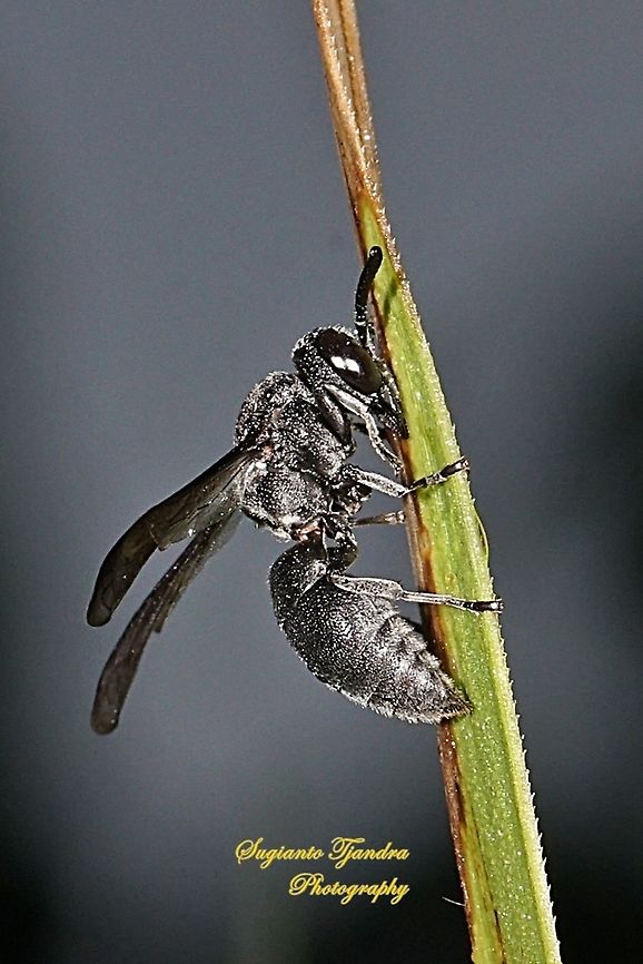 Black Wasp, Liris Sp, Crabronidae  Geotagged,Indonesia,Spring