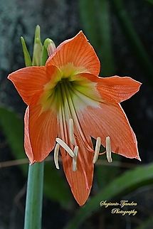 Lily flower, Liliaceae  Geotagged,Indonesia,Spring