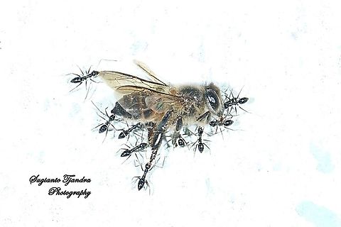 "Big Prey" a group of ants can carry together a big prey of Honey Bee  Geotagged,Indonesia,Spring