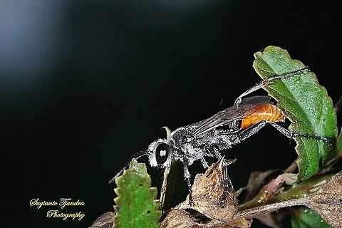Thread-waisted wasp, Prionyx parkeri (Sphecidae family)  Geotagged,Indonesia,Prionyx parkeri,Spring
