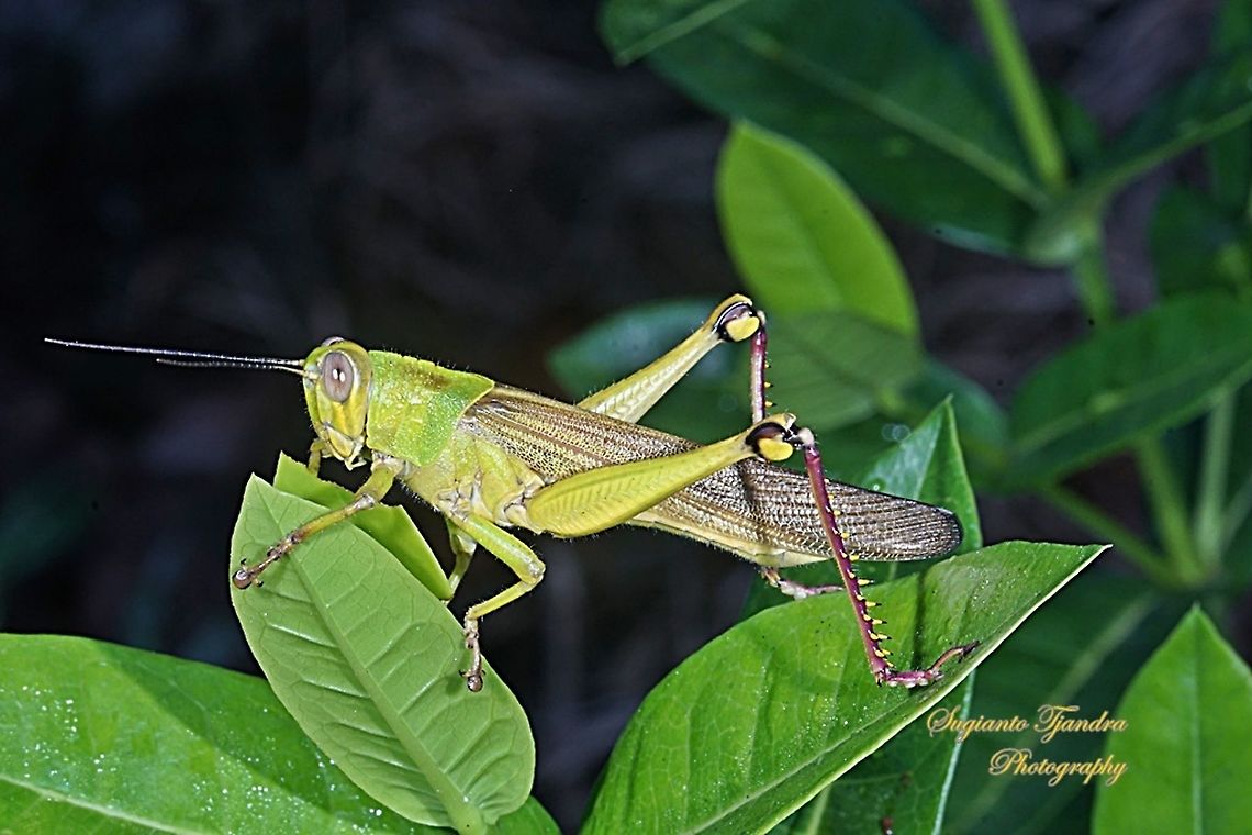 Locust, Acrididae Sp  Geotagged,Indonesia,Spring