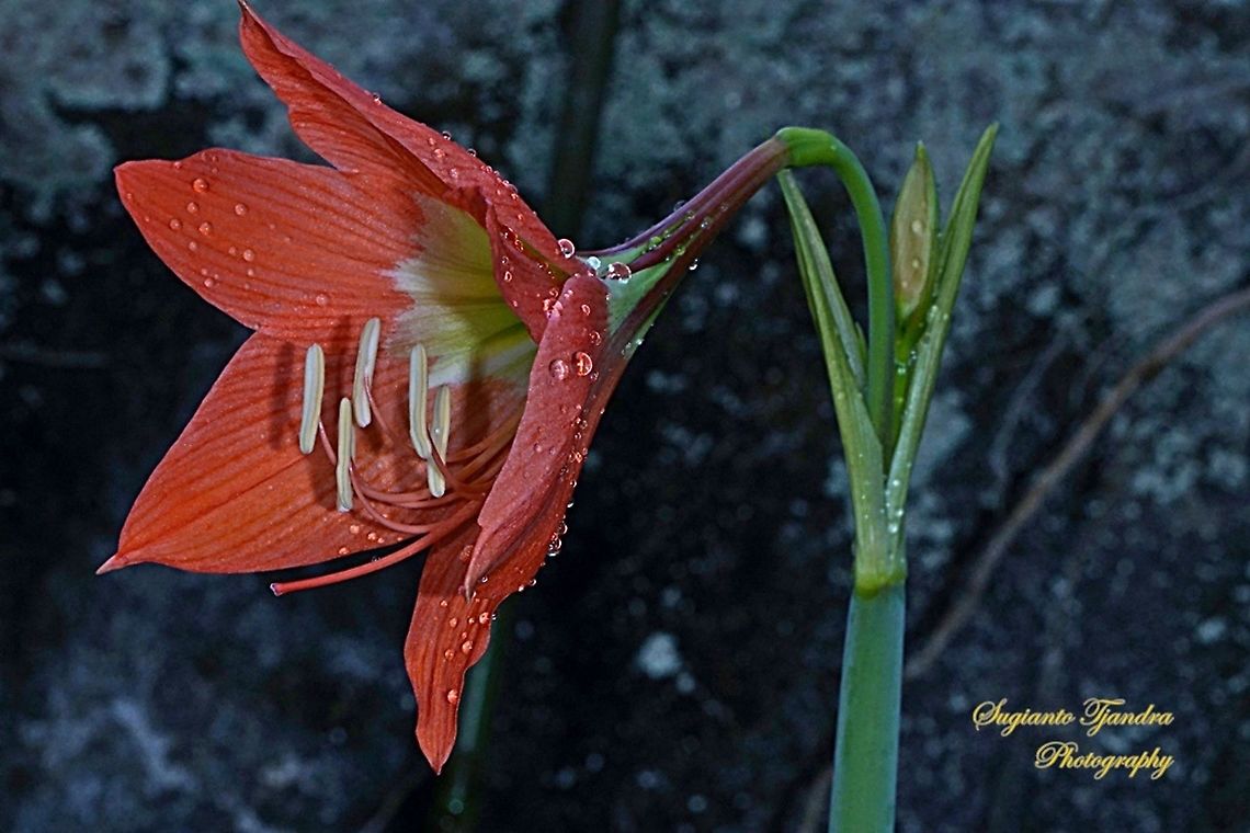 Lily flower, Liliaceae  Geotagged,Indonesia,Spring