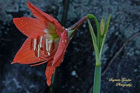 Lily flower, Liliaceae  Geotagged,Indonesia,Spring