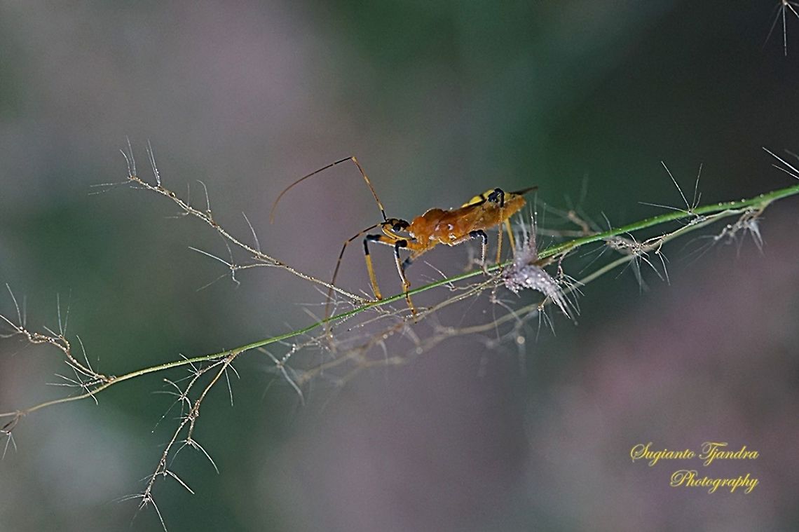 Milkweed assasin bug, (Zelus longipes Linnaeus)  Geotagged,Indonesia,Spring,Zelus longipes