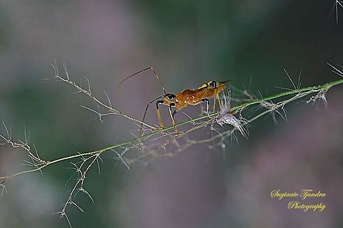 Milkweed assasin bug, (Zelus longipes Linnaeus)  Geotagged,Indonesia,Spring,Zelus longipes